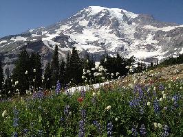 Mt. Rainier