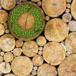 Biofuels turn wood into fuel