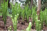 Arboretum Ferns