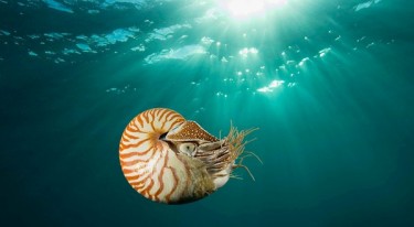 A chambered nautilus swam near Gnemelis Drop-Off, Palau, in the southwestern Pacific. Marine biologists have begun to consider whether it should be listed as an endangered species.