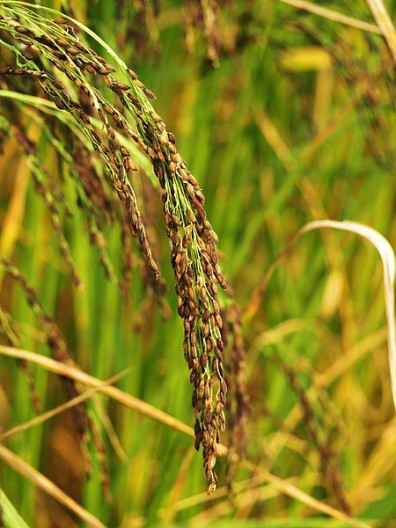 Rice is a food staple in countries like Bangladesh, which is dependent on the delivery of clean freshwater for a useful crop. 