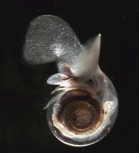 A pteropod, known as a sea butterfly (photo: NOAA)