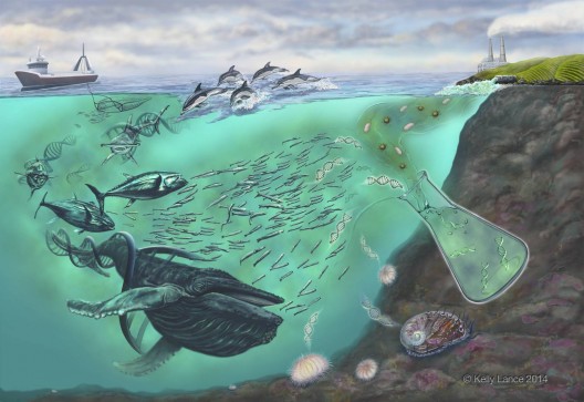 Through eDNA, a sample of seawater can yield information about who is living in nearby waters. (graphic: Kelly Lance)