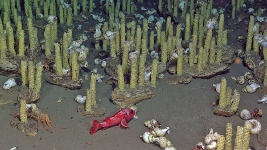 Rockfish and snails on the seafloor off the Oregon coast.