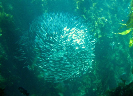 A school of small fish in the Monterey Bay Aquarium.