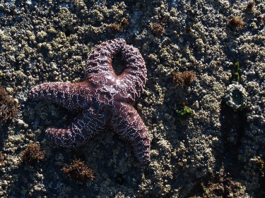 Sea-star along the Pacific coast