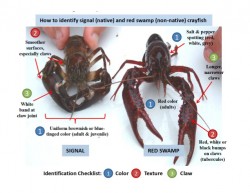 A quick comparison between the signal and red swamp crayfish.