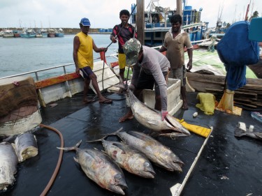 Fishermen in Sri Lanka returning from a three-week trip pull yellowfin tuna and swordfish from their icy holds to sell to middlemen.