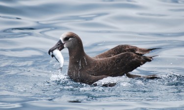 An albatross catches a herring.