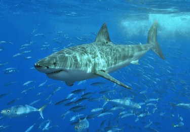 Great white sharks require plenty of oxygen as metabolic fuel, and even more in warmer waters. They are among marine animals whose distributions will likely shift to meet their oxygen needs under climate change.