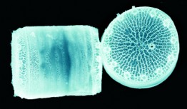 The diatom used in the study is found throughout the world’s oceans, and carries out a big part of the planet’s photosynthesis. It was the first marine diatom of its type to have its full genome sequenced.
