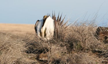 A male sage grouse displaying during mating season.
