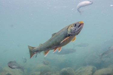 Dolly Varden with mature spawning coloration in Alaska’s Newhalen River.