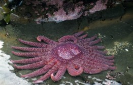 A healthy sunflower star, Pycnopodia helianthoides. This species was used in the recent study.