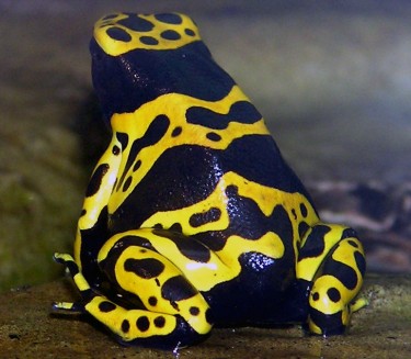 Yellow-banded poison dart frog.