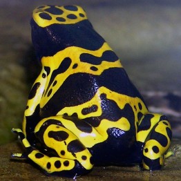 Yellow-banded poison dart frog.