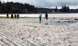 A geoduck farm in Puget Sound’s Case Inlet.