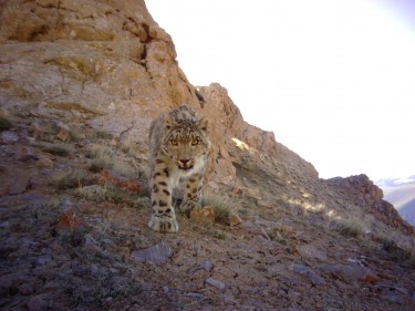 Camera trap photo of a snow leopard in Kachel's study area