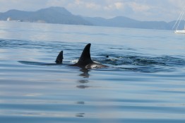 Digital acoustic recording tags temporarily attached to killer whales measure vessel noise reaching the whales.
