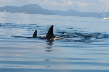 Digital acoustic recording tags temporarily attached to killer whales measure vessel noise reaching the whales.