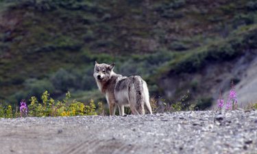 A wolf on the road in Denali.