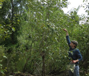 Co-author Andrew Sher samples one of the poplar trees.