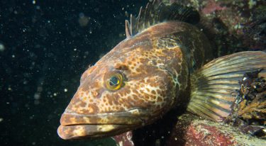 A lingcod fish.