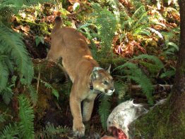 A cougar stands over its prey.
