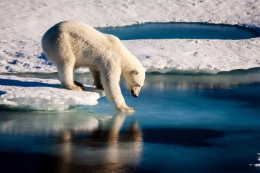 A polar bear tests the strength of thin sea ice.