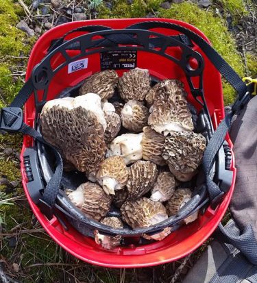 The researchers collected morels in the forest that burned in Yosemite National Park. Current park regulations allow the collection of 1 pint per person per day.