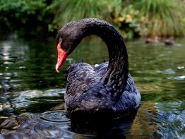 A black swan (Cygnus atratus) seen in New Zealand. The black swan metaphor refers to a previous assumption that the birds did not exist, but later were found in the wild — signifying a surprising change of thought.