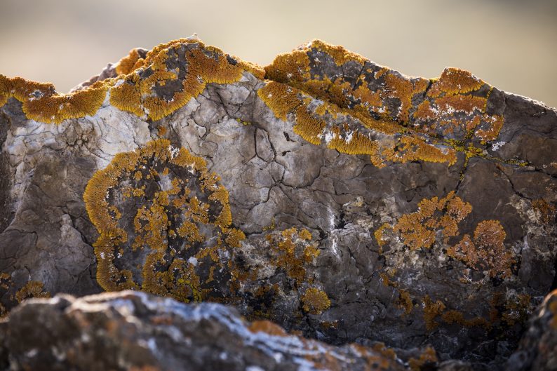 Lichen covered rock