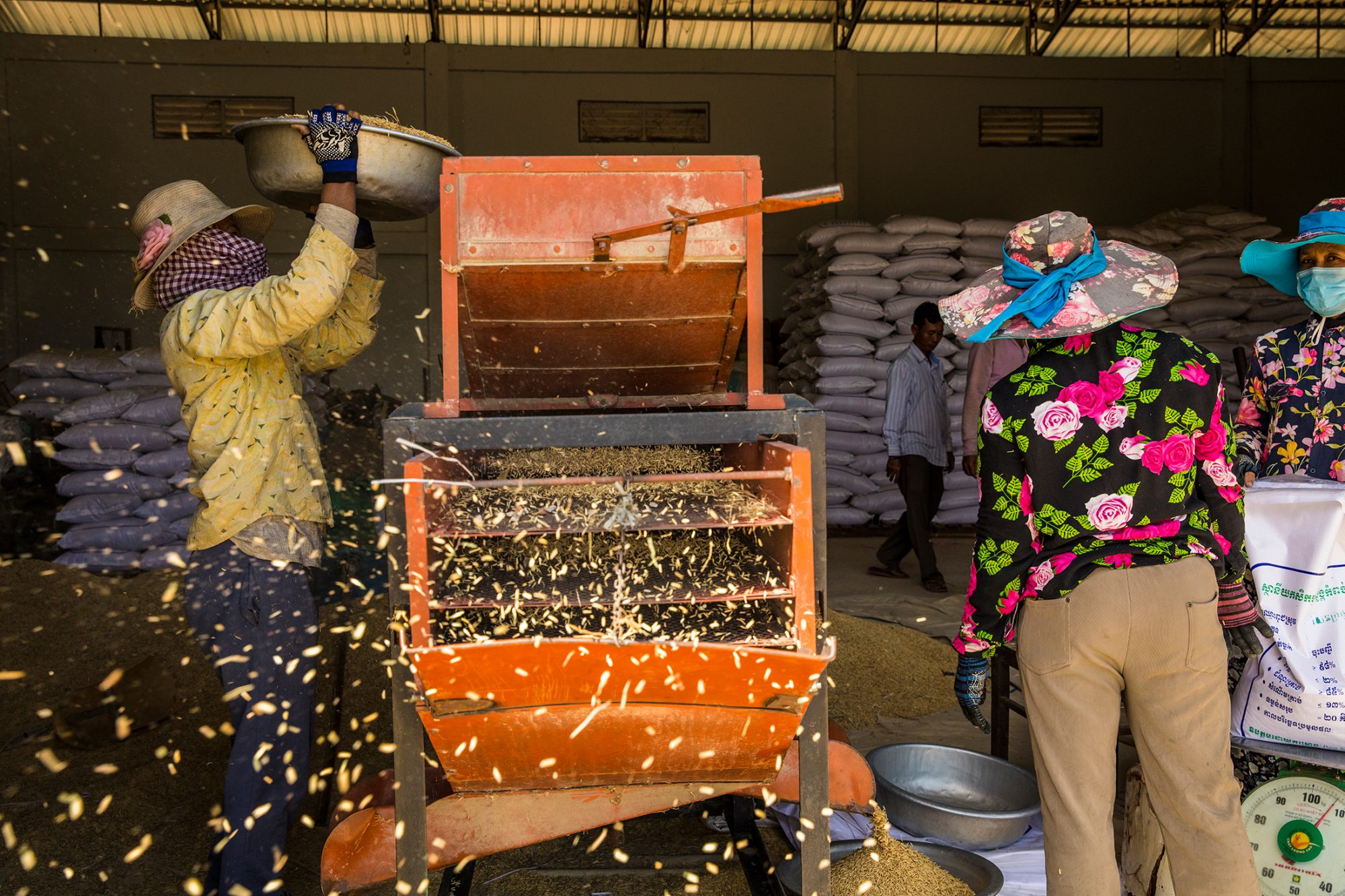 A woman pours rice into a machine that shoots rice husks into the air and separates the kernels