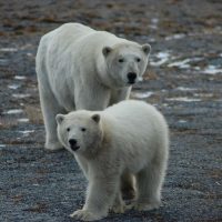 An adult female and cub in fall 2017 on Wrangel Island, where hundred of Chukchi Sea polar bears spend the summer months.