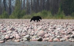 A black bear walks along the South Fork Flathead River in Montana.