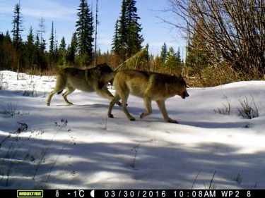 A pair of wolves run across the landscape in eastern Washington in 2016.