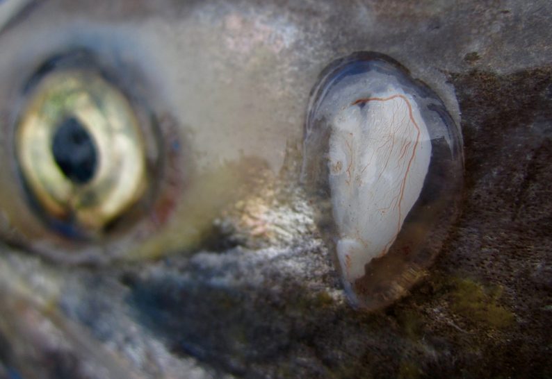 How the ears of wild Sockeye Salmon provide clues to how key