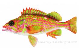 The Rosethorn Rockfish (Sebastes helvomaculatus)