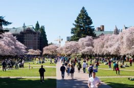 Cherry tree blossoms in full bloom in the University of Washington Quad in Seattle, Washington.