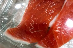 An Anisakis worm is seen in a filet of salmon.