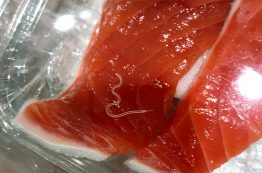 An Anisakis worm is seen in a filet of salmon.