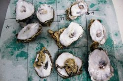 Pacific oyster shells