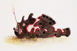 Illustration of frogfish.