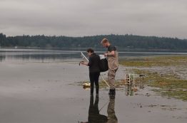 Lead author Emily Jacobs-Palmer and Washington Department of Natural Resources intern Max Miner conduct follow-up work in a Port Gamble eelgrass bed.