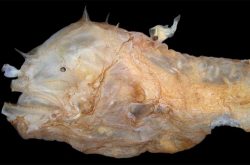 Female anglerfish with a parasitic male attached to her back.