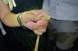 hand holding a brown tree snake