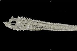 Lateral scan of the north spearnose poacher