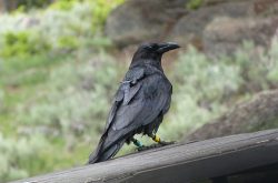 GPS tracking device on a raven