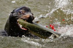 Sea lion eating a salmon