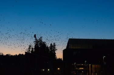 Crows roost at UW Bothell